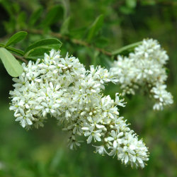 White sweet Bursaria flowers
